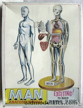 Pyro Man Human Anatomy Model, S377-300 plastic model kit